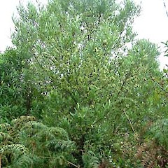 Coromandel, November.<br>Photographer: John Smith-Dodsworth, Licence: <a target='_blank' href='https://creativecommons.org/licenses/by-nc/4.0'>CC BY-NC</a>.