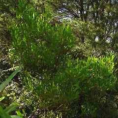 Photo of Akeake.<br>Photographer: Wayne Bennett, Licence: <a target='_blank' href='https://creativecommons.org/licenses/by-nc/4.0'>CC BY-NC</a>.