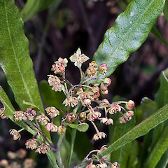 Staminate flowers. In cultivation ex Karekare.<br>Photographer: Jeremy R. Rolfe, Date taken: 19/10/2007, Licence: <a target='_blank' href='https://creativecommons.org/licenses/by/4.0'>CC BY</a>. <a class='member-message' href='/nzpcn/why-join-nzpcn/' target='_blank'>Members can view a larger version of this image.</a>