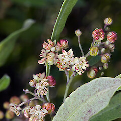 Staminate flowers. In cultivation ex Karekare.<br>Photographer: Jeremy R. Rolfe, Date taken: 19/10/2007, Licence: <a target='_blank' href='https://creativecommons.org/licenses/by/4.0'>CC BY</a>. <a class='member-message' href='/nzpcn/why-join-nzpcn/' target='_blank'>Members can view a larger version of this image.</a>