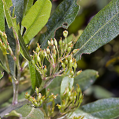 Pistillate flowers. In cultivation ex Karekare.<br>Photographer: Jeremy R. Rolfe, Date taken: 19/10/2007, Licence: <a target='_blank' href='https://creativecommons.org/licenses/by/4.0'>CC BY</a>. <a class='member-message' href='/nzpcn/why-join-nzpcn/' target='_blank'>Members can view a larger version of this image.</a>