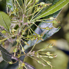 Pistillate flowers. In cultivation ex Karekare.<br>Photographer: Jeremy R. Rolfe, Date taken: 19/10/2007, Licence: <a target='_blank' href='https://creativecommons.org/licenses/by/4.0'>CC BY</a>. <a class='member-message' href='/nzpcn/why-join-nzpcn/' target='_blank'>Members can view a larger version of this image.</a>