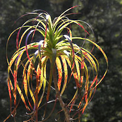 Dracophyllum elegantissimum juvenile, Campbell Creek.<br>Photographer: Simon Walls, Licence: <a target='_blank' href='https://creativecommons.org/licenses/by-nc/4.0'>CC BY-NC</a>.