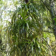 Dracophyllum elegantissimum adult, Campbell Creek.<br>Photographer: Simon Walls, Licence: <a target='_blank' href='https://creativecommons.org/licenses/by-nc/4.0'>CC BY-NC</a>.