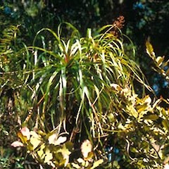 Dracophyllum elegantissimum juvenile, 2006, Stockton.<br>Photographer: John E. Braggins, Licence: All rights reserved.