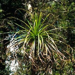 Dracophyllum elegantissimum juvenile, 2006, Stockton.<br>Photographer: John E. Braggins, Licence: All rights reserved.