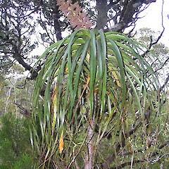 Dracophyllum elegantissimum flowering.<br>Photographer: Phil Knightbridge, Licence: All rights reserved. <a class='member-message' href='/nzpcn/why-join-nzpcn/' target='_blank'>Members can view a larger version of this image.</a>