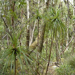 Dracophyllum elegantissimum.<br>Photographer: Sandra Wotherspoon, Licence: <a target='_blank' href='https://creativecommons.org/licenses/by-nc/4.0'>CC BY-NC</a>. <a class='member-message' href='/nzpcn/why-join-nzpcn/' target='_blank'>Members can view a larger version of this image.</a>