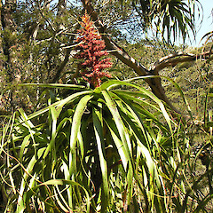 In flower, Snow River, Kahurangi National Park, Nov. 2009.<br>Photographer: Simon Walls, Date taken: 01/11/2009, Licence: <a target='_blank' href='https://creativecommons.org/licenses/by-nc/4.0'>CC BY-NC</a>. <a class='member-message' href='/nzpcn/why-join-nzpcn/' target='_blank'>Members can view a larger version of this image.</a>
