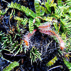 Turoa.<br>Photographer: John Smith-Dodsworth, Licence: <a target='_blank' href='https://creativecommons.org/licenses/by-nc/4.0'>CC BY-NC</a>.