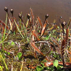 Countess Range.<br>Photographer: John Barkla, Licence: <a target='_blank' href='https://creativecommons.org/licenses/by/4.0'>CC BY</a>.