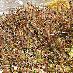 Misery Tarn, Branch River catchment.<br>Photographer: Simon Moore, Licence: <a target='_blank' href='https://creativecommons.org/licenses/by-sa/4.0'>CC BY-SA</a>.