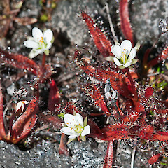 Mount Ruapehu.<br>Photographer: Jeremy R. Rolfe, Date taken: 09/02/2012, Licence: <a target='_blank' href='https://creativecommons.org/licenses/by/4.0'>CC BY</a>.