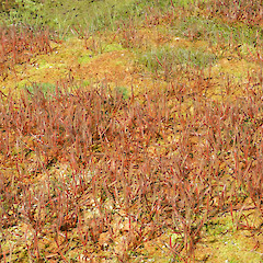 Ahuriri.<br>Photographer: John Barkla, Date taken: 01/01/2013, Licence: <a target='_blank' href='https://creativecommons.org/licenses/by/4.0'>CC BY</a>.