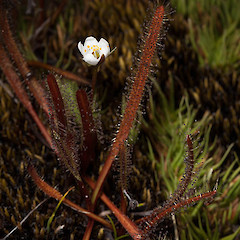 Drosera arcturi.<br>Photographer: Mike Thorsen, Licence: All rights reserved.