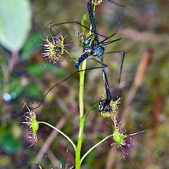 Cranefly caught by sundew. Tararua Forest Park.<br>Photographer: Jeremy R. Rolfe, Date taken: 20/11/2011, Licence: <a target='_blank' href='https://creativecommons.org/licenses/by/4.0'>CC BY</a>.