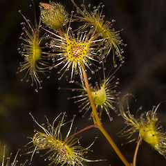 Drosera peltata showing coarse, golden hairs on fruit.<br>Photographer: A. J. Townsend, Date taken: 21/10/2009, Licence: <a target='_blank' href='https://creativecommons.org/licenses/by-nc/4.0'>CC BY-NC</a>.
