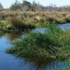 Eleocharis sphacelata.<br>Photographer: Wayne Bennett, Licence: <a target='_blank' href='https://creativecommons.org/licenses/by-nc/4.0'>CC BY-NC</a>.