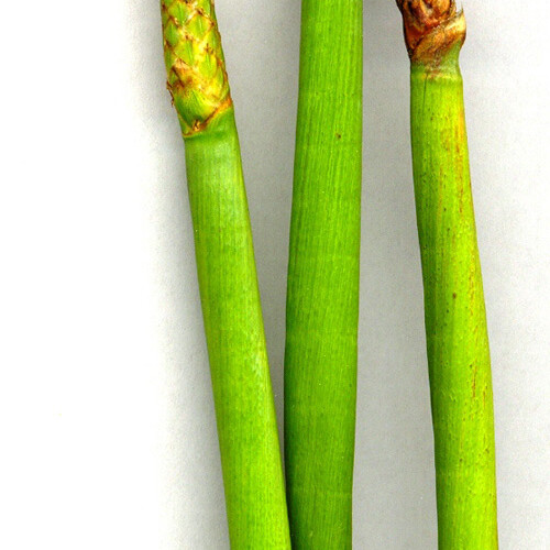 Eleocharis sphacelata