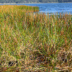Dense beds of E. sphacelata, L Ototoa, S Kaipara Spit, Northland.<br>Photographer: Colin C. Ogle, Date taken: 13/05/2016, Licence: <a target='_blank' href='https://creativecommons.org/licenses/by-nc/4.0'>CC BY-NC</a>.