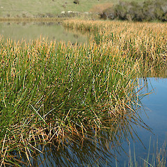 Christie’s Lake, Upokongaro, Whanganui.<br>Photographer: Colin C. Ogle, Date taken: 20/05/2006, Licence: <a target='_blank' href='https://creativecommons.org/licenses/by-nc/4.0'>CC BY-NC</a>.