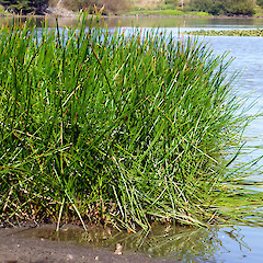 Lake Waikato (a dune lake), Nukumaru near Waverley.<br>Photographer: Colin C. Ogle, Date taken: 10/03/2013, Licence: <a target='_blank' href='https://creativecommons.org/licenses/by-nc/4.0'>CC BY-NC</a>.