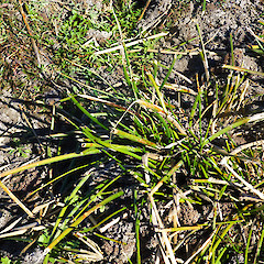 Grazed by domestic donkey at low water levels, Lake Waikato, Nukumaru near Waverley.<br>Photographer: Colin C. Ogle, Date taken: 10/03/2013, Licence: <a target='_blank' href='https://creativecommons.org/licenses/by-nc/4.0'>CC BY-NC</a>.