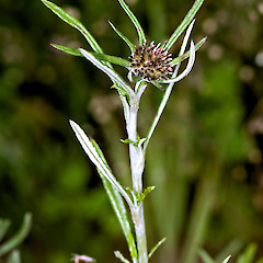 Inflorescence and cauline leaves. Hutt Valley north of Stokes Valley.<br>Photographer: Jeremy R. Rolfe, Date taken: 06/01/2007, Licence: <a target='_blank' href='https://creativecommons.org/licenses/by/4.0'>CC BY</a>.