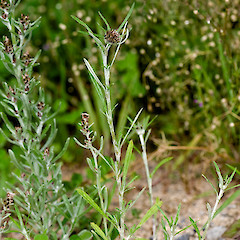 Small plant growing in impoverished soil. Hutt Valley, north of Stokes Valley.<br>Photographer: Jeremy R. Rolfe, Date taken: 01/01/2007, Licence: <a target='_blank' href='https://creativecommons.org/licenses/by/4.0'>CC BY</a>.