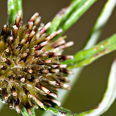 Capitula. Hutt Valley north of Stokes Valley.<br>Photographer: Jeremy R. Rolfe, Date taken: 06/01/2007, Licence: <a target='_blank' href='https://creativecommons.org/licenses/by/4.0'>CC BY</a>.