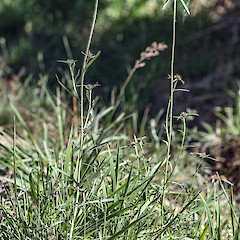 Cannon Point, Upper Hutt.<br>Photographer: Jeremy R. Rolfe, Date taken: 10/03/2013, Licence: <a target='_blank' href='https://creativecommons.org/licenses/by/4.0'>CC BY</a>.
