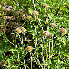 Lake Westmere, Whanganui. Feb 2013.<br>Photographer: Colin C. Ogle, Licence: <a target='_blank' href='https://creativecommons.org/licenses/by-nc/4.0'>CC BY-NC</a>.