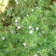 Geranium solanderi • New Zealand Plant Conservation Network