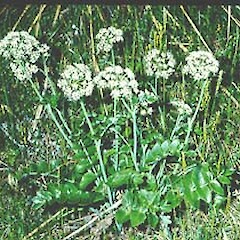 Gingidia montana
