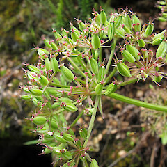 Mericarps. Mt Aspiring National Park.<br>Photographer: John Barkla, Licence: <a target='_blank' href='https://creativecommons.org/licenses/by/4.0'>CC BY</a>. <a class='member-message' href='/nzpcn/why-join-nzpcn/' target='_blank'>Members can view a larger version of this image.</a>