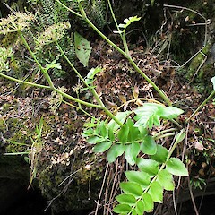 Mt Aspiring National Park.<br>Photographer: John Barkla, Licence: <a target='_blank' href='https://creativecommons.org/licenses/by/4.0'>CC BY</a>. <a class='member-message' href='/nzpcn/why-join-nzpcn/' target='_blank'>Members can view a larger version of this image.</a>
