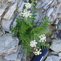Limestone bluffs, NW of Whernside, Nidd Stream.<br>Photographer: Simon Moore, Licence: <a target='_blank' href='https://creativecommons.org/licenses/by-sa/4.0'>CC BY-SA</a>. <a class='member-message' href='/nzpcn/why-join-nzpcn/' target='_blank'>Members can view a larger version of this image.</a>