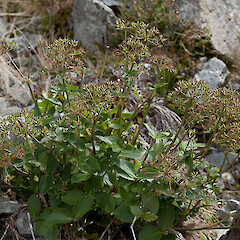 Gingidia montana.<br>Photographer: Mike Thorsen, Licence: All rights reserved. <a class='member-message' href='/nzpcn/why-join-nzpcn/' target='_blank'>Members can view a larger version of this image.</a>