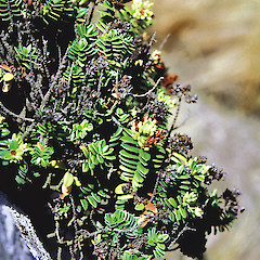 Titahi Bay.<br>Photographer: Jeremy R. Rolfe, Date taken: 13/03/1993, Licence: <a target='_blank' href='https://creativecommons.org/licenses/by/4.0'>CC BY</a>.