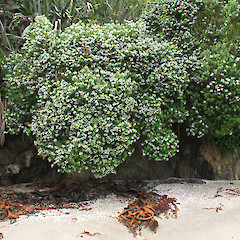 North Otago, flowering.<br>Photographer: John Barkla, Licence: <a target='_blank' href='https://creativecommons.org/licenses/by/4.0'>CC BY</a>.