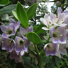 Flowers, Tavora.<br>Photographer: John Barkla, Licence: <a target='_blank' href='https://creativecommons.org/licenses/by/4.0'>CC BY</a>.