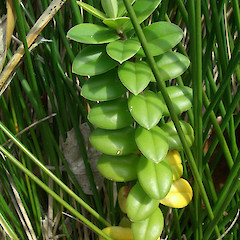 Ulva Island, Southland (young plant).<br>Photographer: Jesse Bythell, Licence: <a target='_blank' href='https://creativecommons.org/licenses/by-nc/4.0'>CC BY-NC</a>.