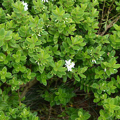 Enderby Island.<br>Photographer: Jane Gosden, Licence: <a target='_blank' href='https://creativecommons.org/licenses/by-nc-sa/4.0'>CC BY-NC-SA</a>.