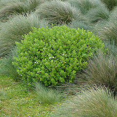Enderby Island.<br>Photographer: Jane Gosden, Licence: <a target='_blank' href='https://creativecommons.org/licenses/by-nc-sa/4.0'>CC BY-NC-SA</a>.