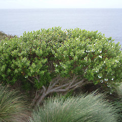 Enderby Island.<br>Photographer: Jane Gosden, Licence: <a target='_blank' href='https://creativecommons.org/licenses/by-nc-sa/4.0'>CC BY-NC-SA</a>.