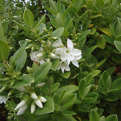 Enderby Island.<br>Photographer: Jane Gosden, Licence: <a target='_blank' href='https://creativecommons.org/licenses/by-nc-sa/4.0'>CC BY-NC-SA</a>.