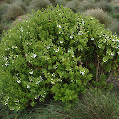 Enderby Island.<br>Photographer: Jane Gosden, Licence: <a target='_blank' href='https://creativecommons.org/licenses/by-nc-sa/4.0'>CC BY-NC-SA</a>.