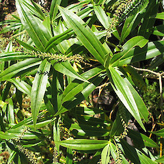 Hebe salicifolia.<br>Photographer: John Barkla, Licence: <a target='_blank' href='https://creativecommons.org/licenses/by/4.0'>CC BY</a>.
