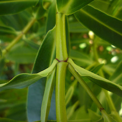 Woodlaw Forest, western Southland (leaf detail).<br>Photographer: Jesse Bythell, Licence: <a target='_blank' href='https://creativecommons.org/licenses/by-nc/4.0'>CC BY-NC</a>.