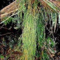 Coromandel.<br>Photographer: John Smith-Dodsworth, Licence: <a target='_blank' href='https://creativecommons.org/licenses/by-nc/4.0'>CC BY-NC</a>.